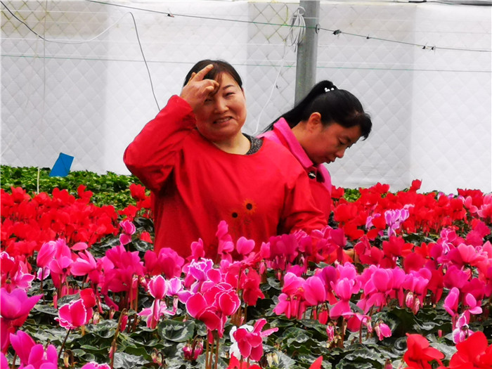 沙坝村高山花卉产业。87b90732b98.jpg
