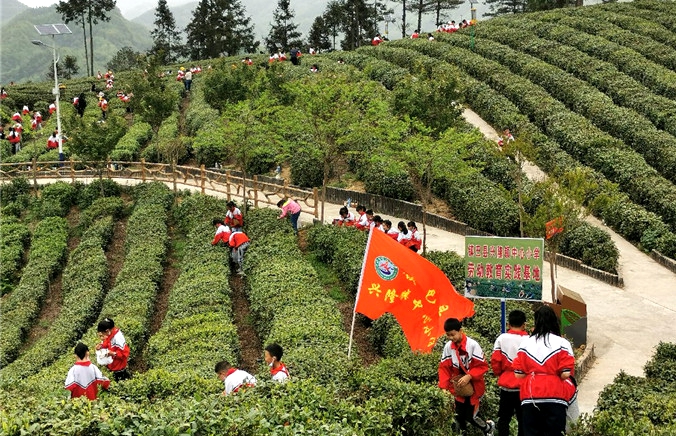 学生在劳动基地采摘茶叶.jpg