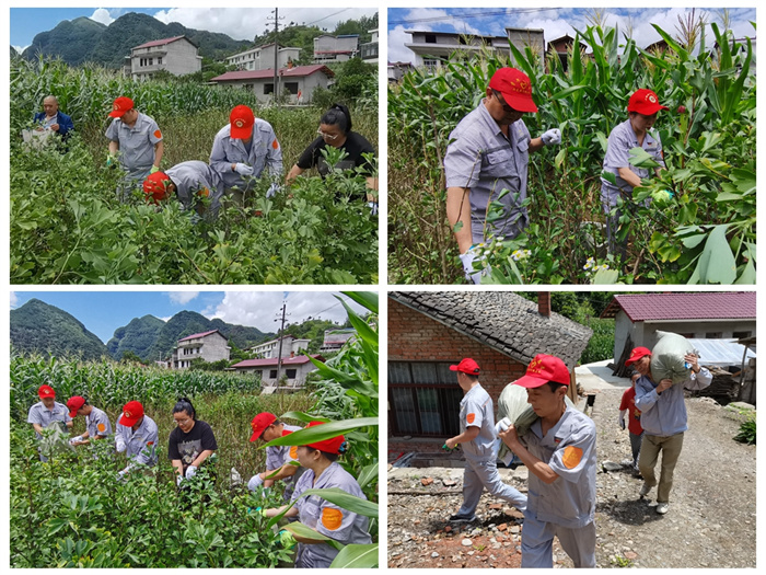 帮扶干部帮助农户采摘银杏叶.jpg