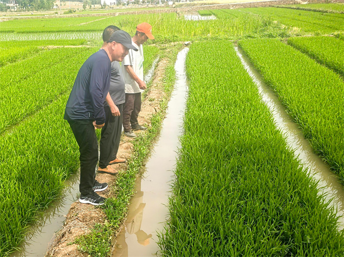 崔新治查看秧田水情.jpg 崔新治查看秧田水情.jpg